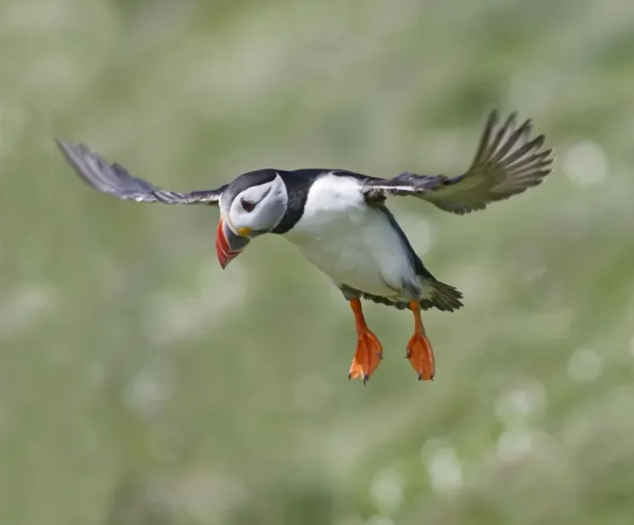 Framed Print : Puffin - in flight - landing - Skomer - UK 007584 Framed Print : Puffin - in flight - landing - Skomer - UK 007584