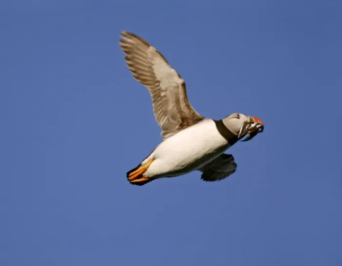 Framed Print : Puffin - in flight - on its way to burrow with its bill full of sand eels - Wales - July Framed Print : Puffin - in flight - on its way to burrow with its bill full of sand eels - Wales - July