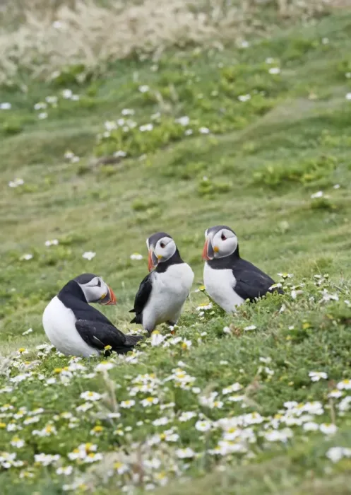 Framed Print : Puffin - group of three on grass - Skomer - UK 007509 Framed Print : Puffin - group of three on grass - Skomer - UK 007509