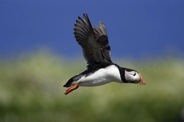 Puffin-in flight, Farne Isles, Northumberland UK