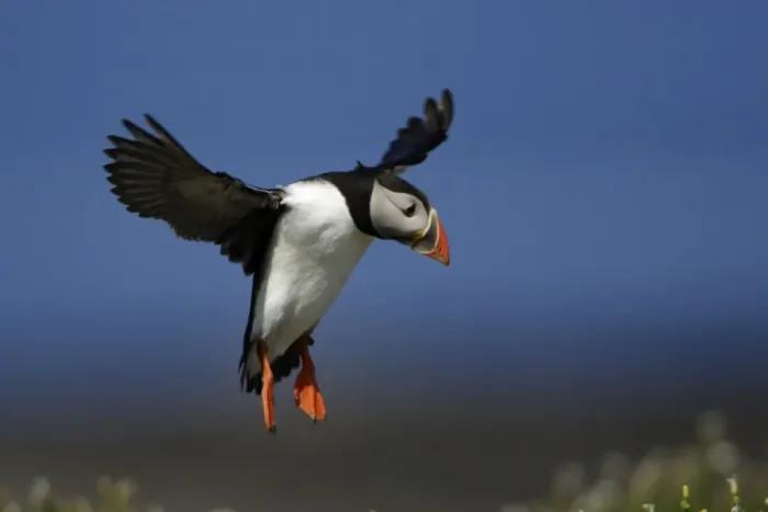 Framed Print : Puffin-in flight about to land, Farne Isles, Northumberland UK Framed Print : Puffin-in flight about to land, Farne Isles, Northumberland UK