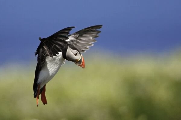 Puffin-in flight about to land, Farne Isles, Northumberland UK