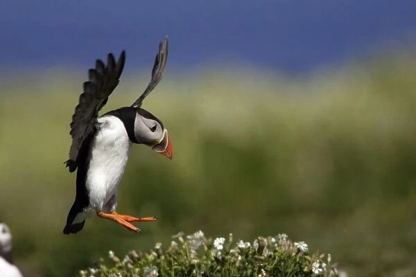 Puffin-in flight about to land, Farne Isles, Northumberland UK
