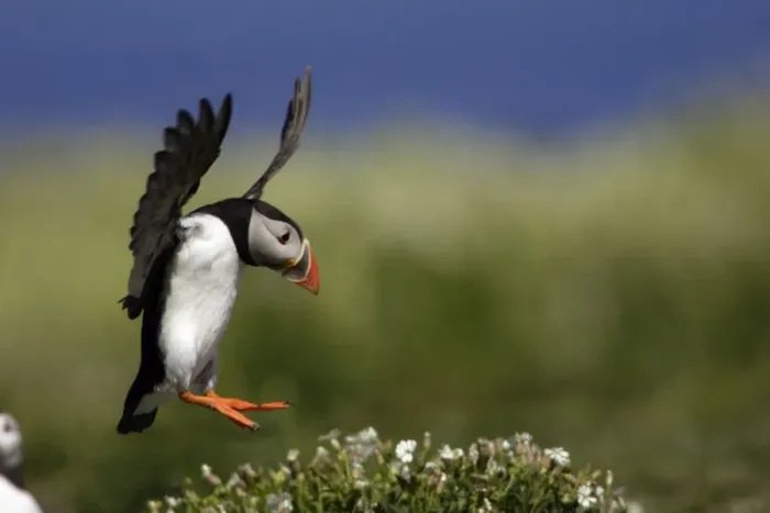 Framed Print : Puffin-in flight about to land, Farne Isles, Northumberland UK Framed Print : Puffin-in flight about to land, Farne Isles, Northumberland UK