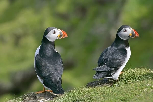 Puffin two individuals sitting on cliff edge with both heads turned to the right Hermaness Nature Reserve, Unst, Shetland Isles, Scotland, UK