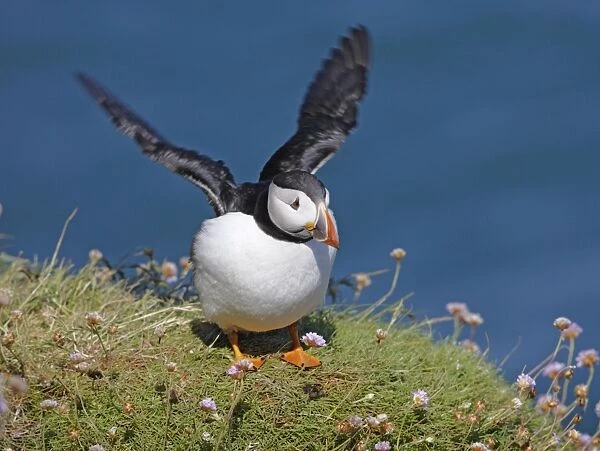 Puffin - lands on grass ledge by sea - Skomer - UK 007603