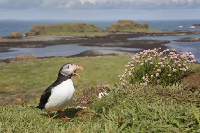 Framed Print : Puffin - Lunga - Scotland - UK