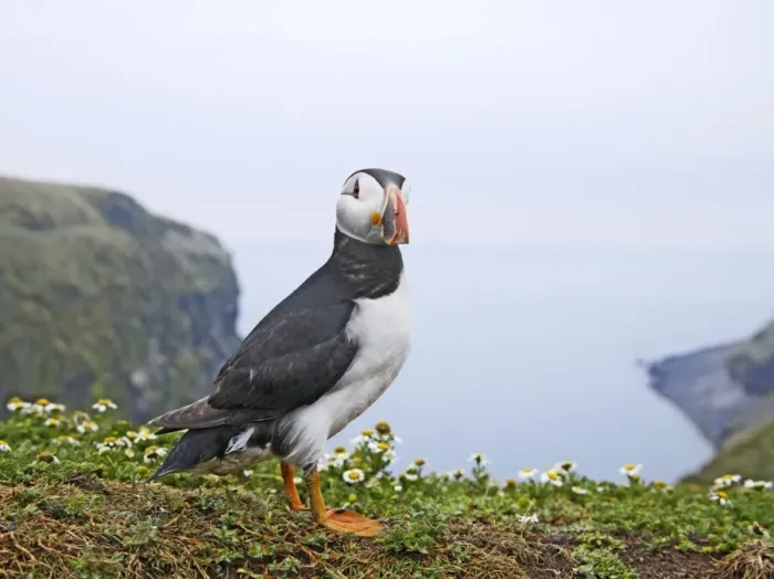Framed Print : Puffin - near nest burrow - Skomer - UK 007494