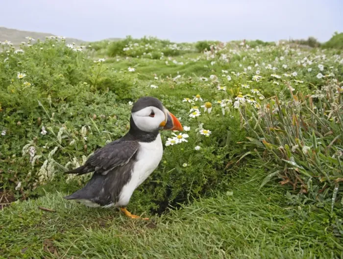 Framed Print : Puffin - near nest burrow - Skomer - UK 007497