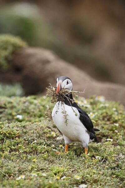 Puffin - with nest material - Skomer - UK 007531