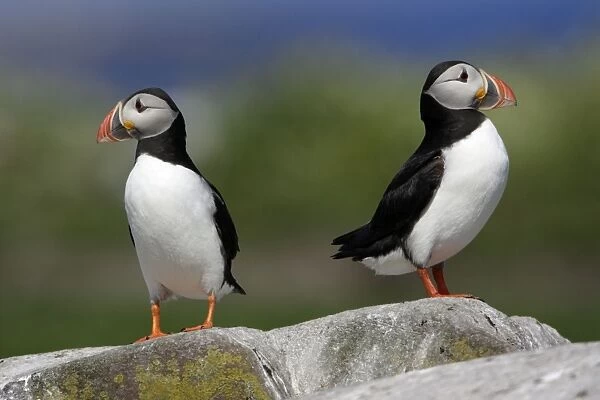Puffin-pair resting on rock, Farne Isles, Northumberland UK