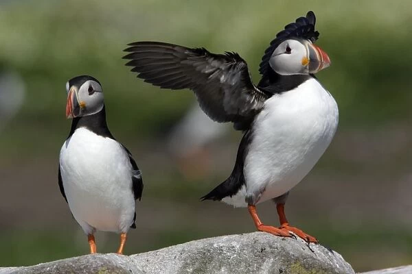 Puffin-pair on rock, one bird drying its wings, Farne Isles, Northumberland UK