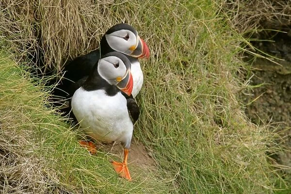 Puffin pair sitting in front of burrow on a steep cliff Sumburgh Head RSPB Reserve, South Mainland, Shetland Isles, Scotland, UK