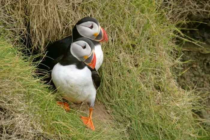 Framed Print : Puffin pair sitting in front of burrow on a steep cliff Sumburgh Head RSPB Reserve, South Mainland, Shetland Isles, Scotland, UK Framed Print : Puffin pair sitting in front of burrow on a steep cliff Sumburgh Head RSPB Reserve, South Mainland, Shetland Isles, Scotland, UK