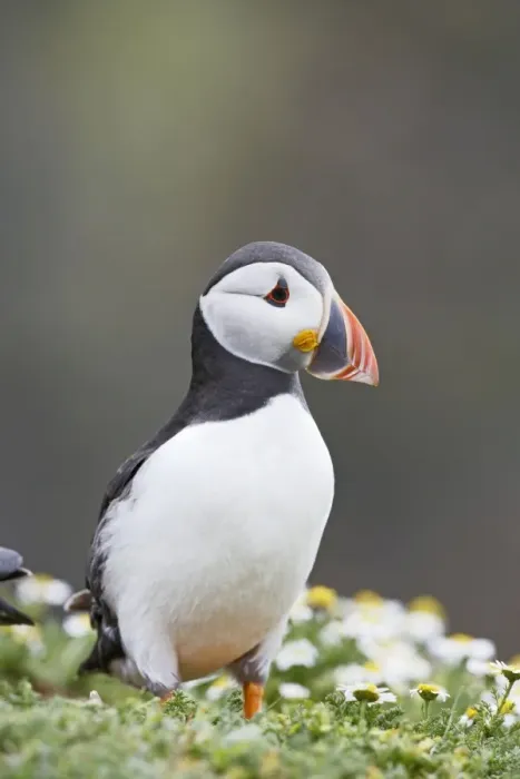 Framed Print : Puffin - portrait - Skomer - UK 007524 Framed Print : Puffin - portrait - Skomer - UK 007524