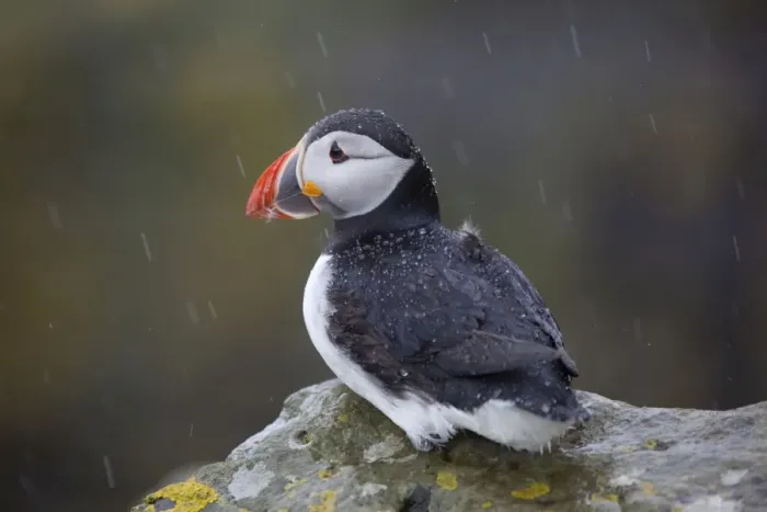 Framed Print : Puffin - in the rain - Scotland - UK Framed Print : Puffin - in the rain - Scotland - UK