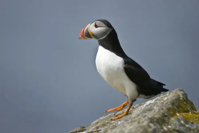 Framed Print : Puffin - On rock - Treshnish Isles - Mull - Scotland Framed Print : Puffin - On rock - Treshnish Isles - Mull - Scotland