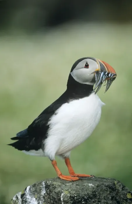 Framed Print : Puffin - with Sand Eels in beak UK Framed Print : Puffin - with Sand Eels in beak UK