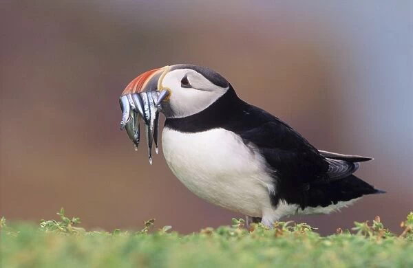 Puffin - with Sand Eels in beak UK