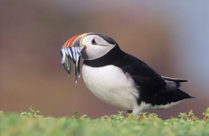Framed Print : Puffin - with Sand Eels in beak UK Framed Print : Puffin - with Sand Eels in beak UK