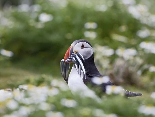 Puffin - with sand eels - Skomer - UK 007522