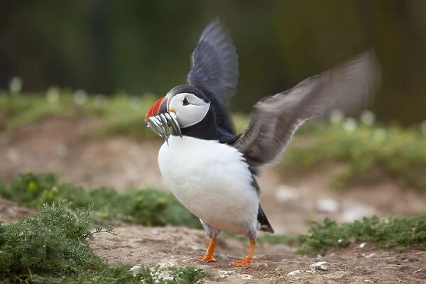 Puffin - with sand eels - Skomer - Wales - UK