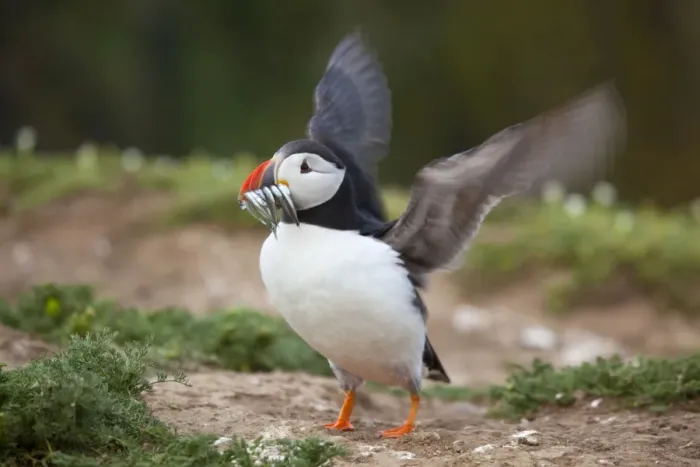 Framed Print : Puffin - with sand eels - Skomer - Wales - UK Framed Print : Puffin - with sand eels - Skomer - Wales - UK