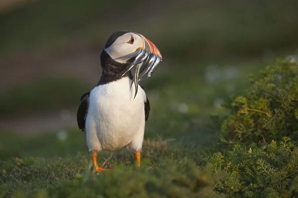 Puffin - with sand eels - Skomer - Wales - UK