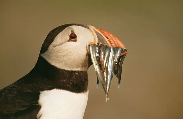 Puffin with sand eels, UK