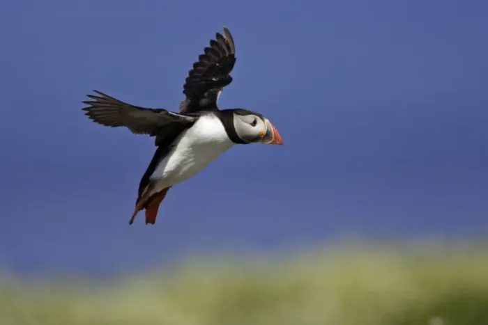 Framed Print : Puffin-single bird on rock, Farne Isles, Northumberland, UK Framed Print : Puffin-single bird on rock, Farne Isles, Northumberland, UK