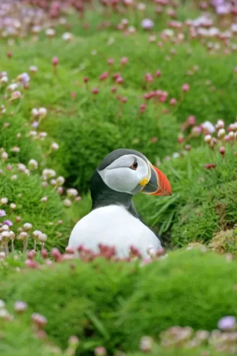 Framed Print : Puffin sitting amidst blooming Sea Pink (Armeria maritima) Sumburgh Head RSPB Reserve, South Mainland, Shetland Isles, Scotland, UK Framed Print : Puffin sitting amidst blooming Sea Pink (Armeria maritima) Sumburgh Head RSPB Reserve, South Mainland, Shetland Isles, Scotland, UK