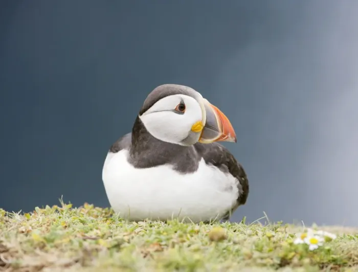 Framed Print : Puffin - sitting on grass ledge - Skomer - UK 007527 Framed Print : Puffin - sitting on grass ledge - Skomer - UK 007527