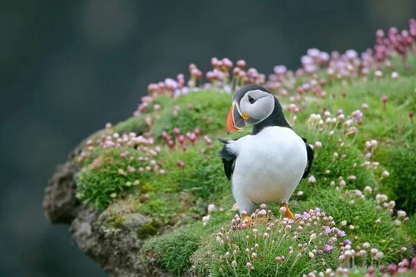 Puffin standing on overhanging cliff amidst blooming Sea Pink (Armeria maritima) Sumburgh Head RSPB Reserve, South Mainland, Shetland Isles, Scotland, UK