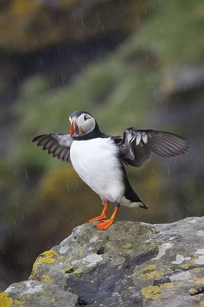 Puffin - stretching wings in the rain - Scotland - UK