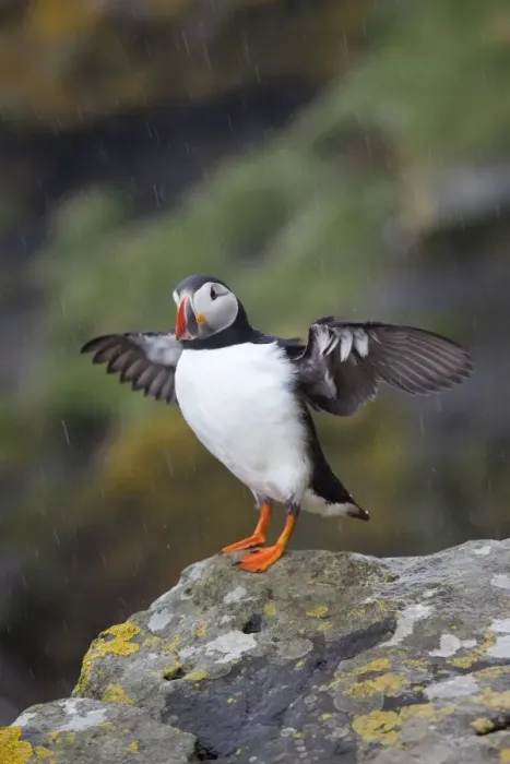 Framed Print : Puffin - stretching wings in the rain - Scotland - UK Framed Print : Puffin - stretching wings in the rain - Scotland - UK