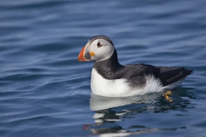 Framed Print : Puffin - on water - Skomer - Wales - UK Framed Print : Puffin - on water - Skomer - Wales - UK