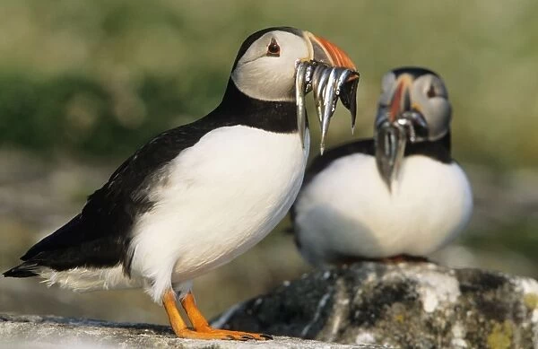 Puffin - x 2 with Sand Eels in beak UK