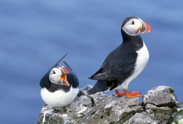 Framed Print : Puffins. JD-11960. PUFFINS X2 ON ROCKS. Fratercula arctica. John Daniels. Framed Print : Puffins. JD-11960. PUFFINS X2 ON ROCKS. Fratercula arctica. John Daniels.