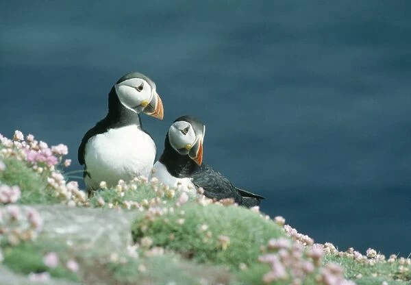 Puffins On cliff edge