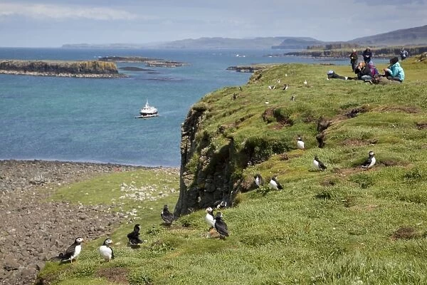 Puffins - being photographed