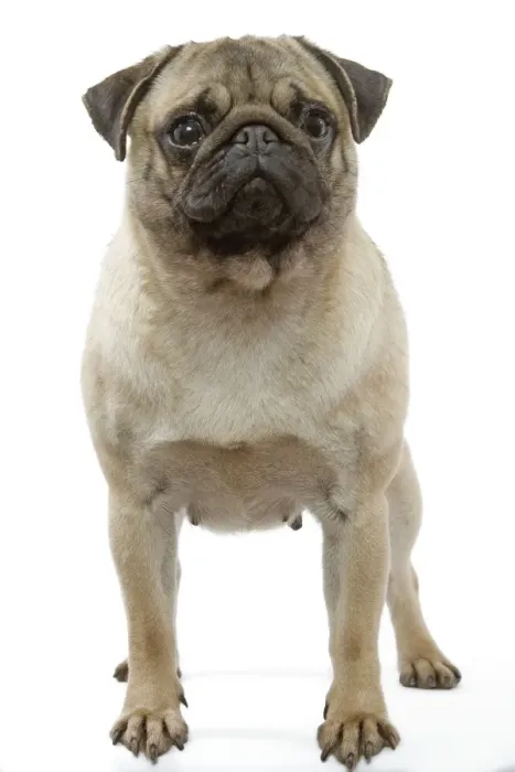 Framed Print : Pug Dog. LA-3218. Pug Dog. Jean Michel Labat Framed Print : Pug Dog. LA-3218. Pug Dog. Jean Michel Labat