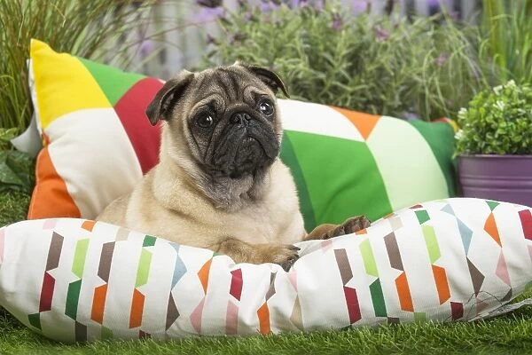 Pug Dog on cushion