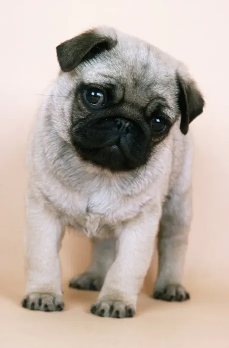 Framed Print : Pug Dog JD 6738 Puppy © John Daniels / ardea. com Framed Print : Pug Dog JD 6738 Puppy © John Daniels / ardea. com