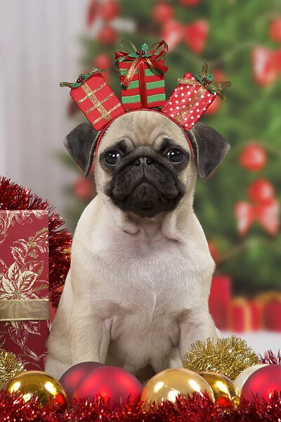 Pug Dog, puppy 3 months old in Christmas scene