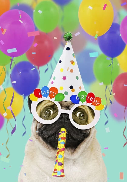 Pug dog, wearing party hat, Happy Birthday sunglasses