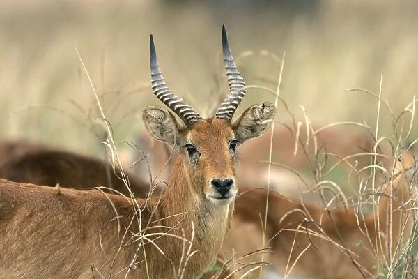Puku. South Luangwa Valley National Park - Zambia - Africa