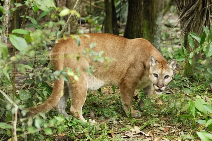 Framed Print : Puma Belize