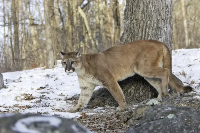 Framed Print : Puma / Cougar / Mountain Lion Minnesota USA Framed Print : Puma / Cougar / Mountain Lion Minnesota USA