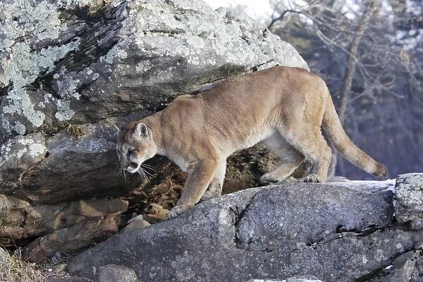 Puma  /  Cougar  /  Mountain Lion Minnesota USA