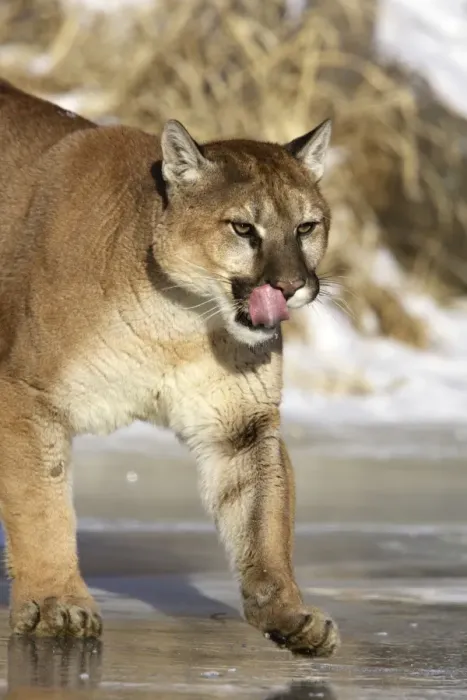 Framed Print : Puma  /  Cougar  /  Mountain Lion Minnesota USA